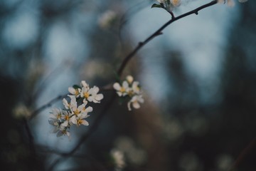 Spring apple tree flowers close-up with blurry blue background and bokeh