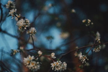 Spring apple tree flowers with blurry blue background and bokeh