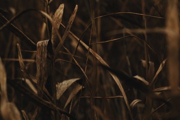 Withered brown cane stalks close up in autumn with dark background
