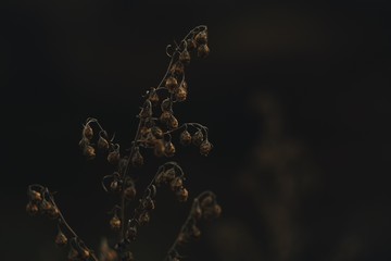 Withered small flowers of brown color close-up on a plain dark background in the fall in the light of the evening sun