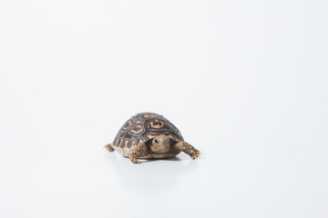 African leopard tortoise or Stigmochelys pardalis tortoise, isolated on white background