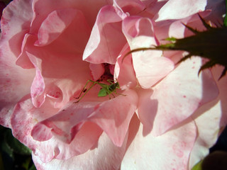 Sauterelle et rose rose