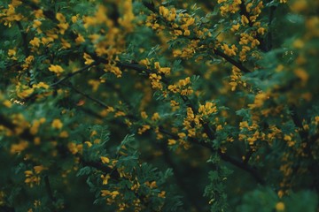 Fototapeta na wymiar Yellow flowers with green leaves on a color blurred background
