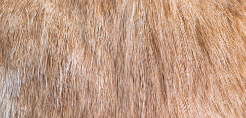 Pelaje animal