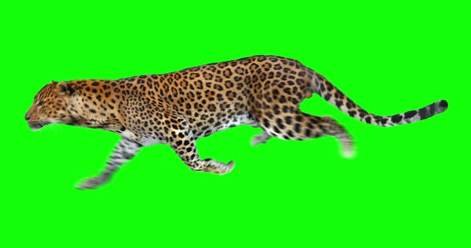 Leopard running. Panthera is isolated. You can use in real coloring, and as a silhouette. Green screen.