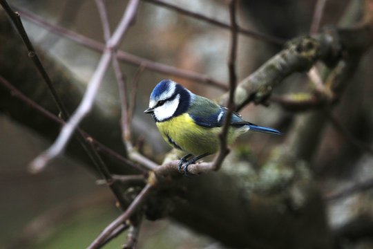 Titmouse on a branch in the garden