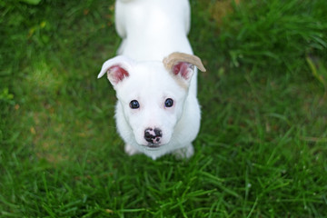 Naklejka na ściany i meble Little white puppy on a green lawn looks up.