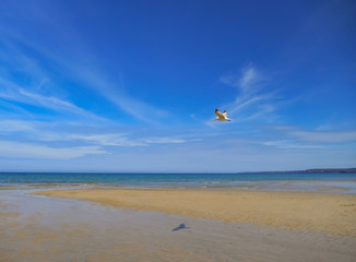 Seagull flying over empty beach