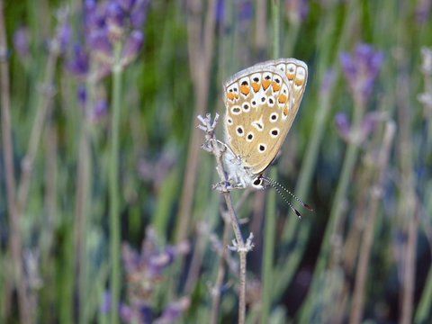 Papillon multicolore et lavande