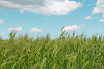 Obraz premium Field of green wheat, beautiful rural view, wheat growing, young wheat before harvest. Agriculture concept