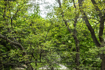 Spring trees © Katarzyna