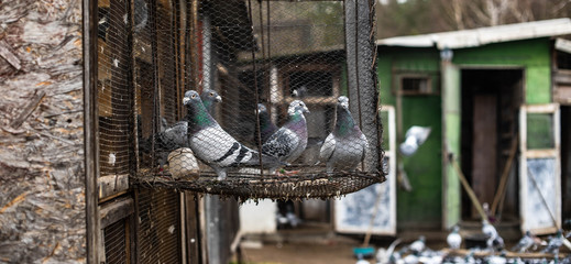 Pigeons in cage - obrazy, fototapety, plakaty
