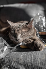 Beautiful cat on the bed with foil © Katarzyna