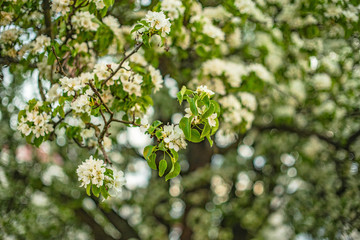 Spring fruit tree flowers in evening 