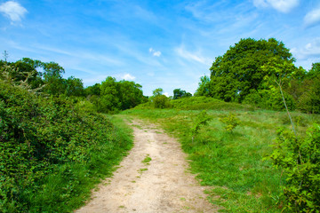 trail through the woods with a blue sky