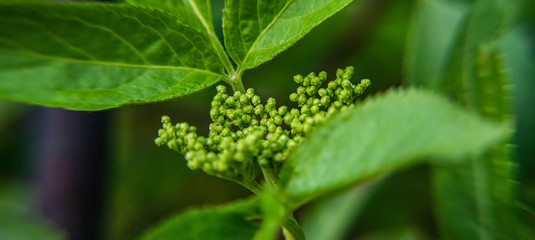 close up of green fruits of tree in spring