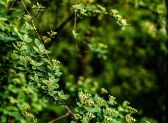 green leaves in spring