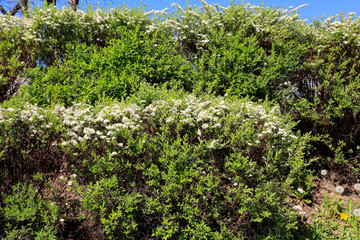 Fototapeta na wymiar Shrubs with small white flowers form a hedge