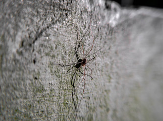 spider on the ground