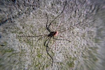 spider on the wall