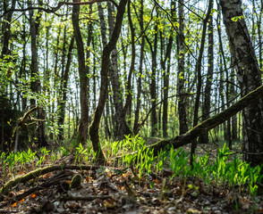 Nature in the forest
