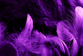 Obraz premium Beautiful abstract white and purple feathers on black background and soft white feather texture on white pattern and purple background, feather pink background, purple banners
