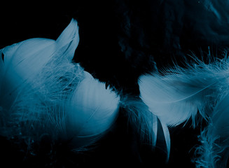 Beautiful abstract colorful white and blue feathers on black background and soft white feather...