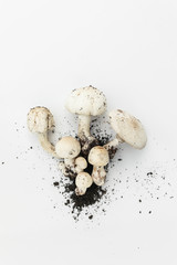 Minimal Mushrooms