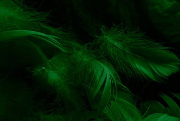 Beautiful abstract white and green feathers on black background and soft white feather texture on white pattern and green background, feather background , green banners