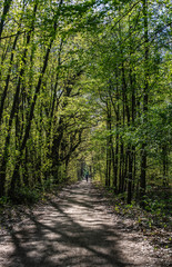 Obraz premium path in the forest