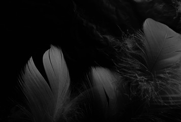 Beautiful abstract white feathers on black background and soft black feather texture on white...