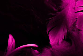 Beautiful abstract white and pink feathers on black background and soft white feather texture on pink pattern and pink background, feather background, pink banners