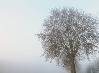 Fototapeta premium big tree in winter morning fog