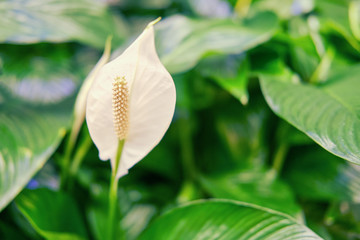 Obraz premium Spathiphyllum - peace lily flower on green leaf background