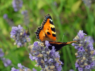 Papillon sur lavande