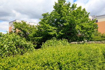 Fototapeta na wymiar Greenery of plants beautifies the housing estate