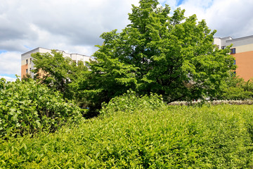 Obraz premium Greenery of plants beautifies the housing estate