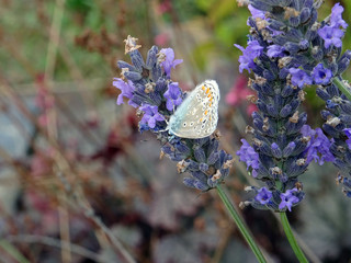 Papillon tacheté sur lavande