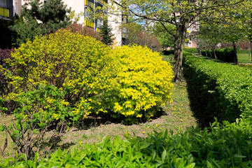 Fototapeta na wymiar Lush vegetation decorates the housing estate