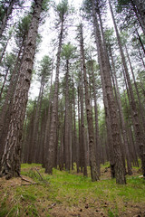 Obraz premium Forest of the Etna volcano