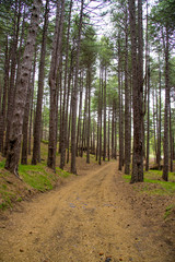 Forest of the Etna volcano