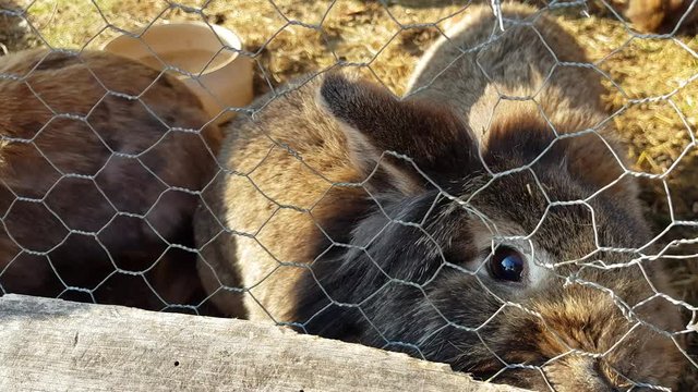 adorable small curious rabbits behind enclosure