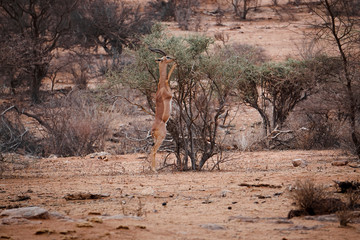 A Gerenuk antelope eating from a tree in Africa © marina
