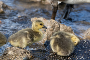 baby geese and mother goose keep close to each other