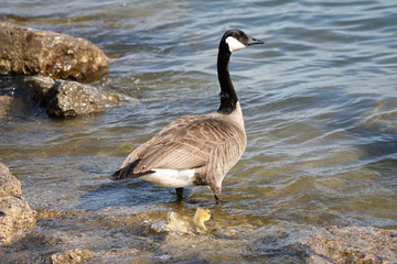 Obraz premium baby geese and mother goose keep close to each other