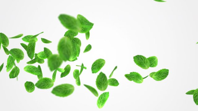Abstract 3D animation of flying green mint leaf. Close up Render footage with fresh nice leaves on white background with alpha matte chanel. 4k.