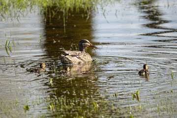 mother duck and her baby ducklings go for a swim