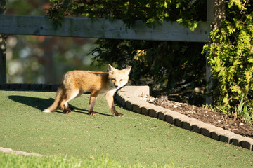 red fox pups explore the park on a sunny day