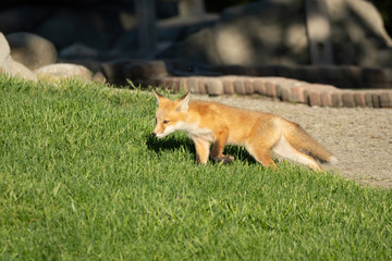 red fox pups explore the park on a sunny day