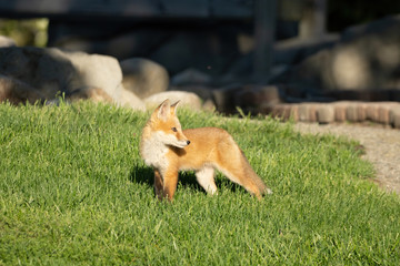red fox pups explore the park on a sunny day